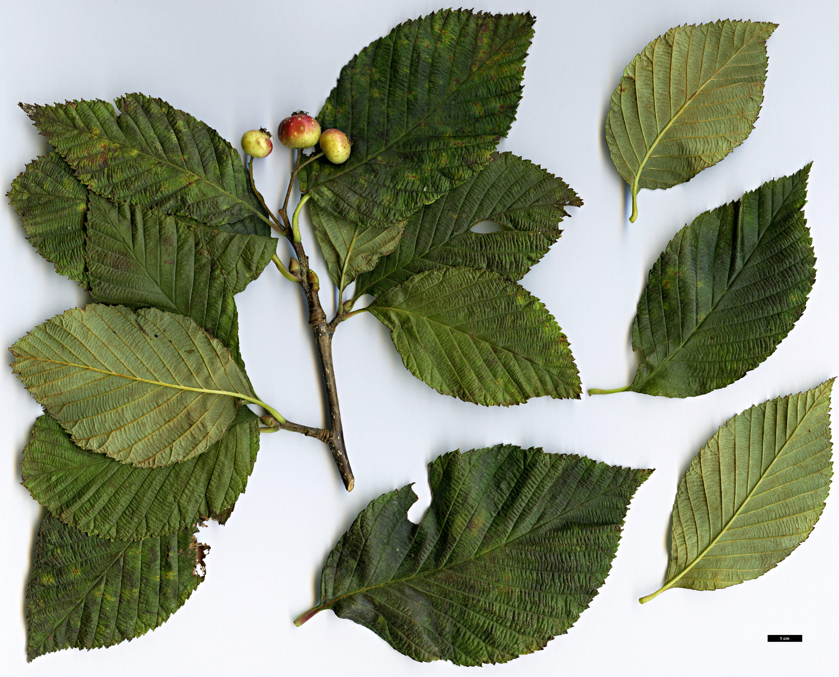 High resolution image: Family: Rosaceae - Genus: Sorbus - Taxon: henryi